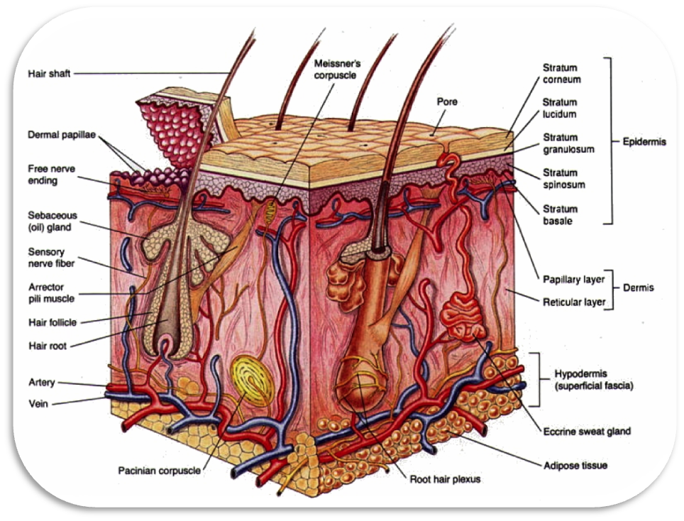 Integumentary System Flow Chart